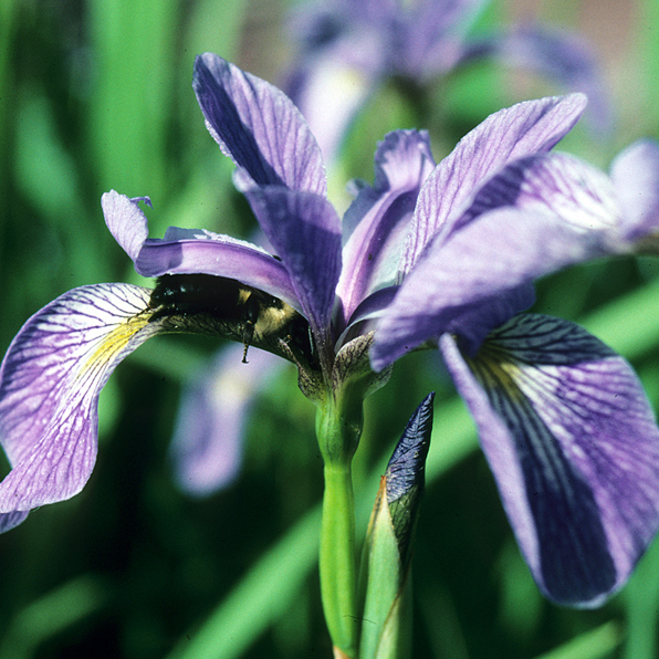 BLUE FLAG IRIS